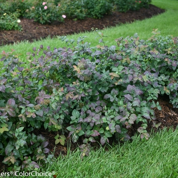 Spiraea media Double Play® 'Blue Kazoo®' (095676)