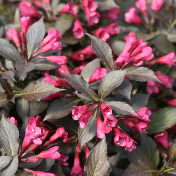 Weigela florida 'Spilled Wine®' (095757)