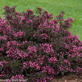 Weigela florida 'Spilled Wine®' (095759)