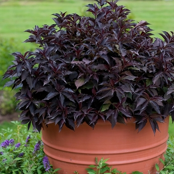 Weigela florida 'Spilled Wine®' (095760)