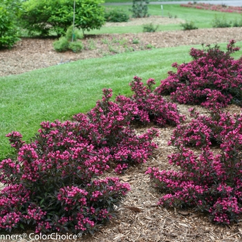 Weigela florida 'Spilled Wine®' (095761)