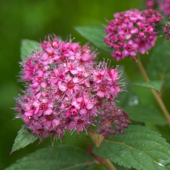 Spiraea japonica Double Play® 'Artisan®' (095859)