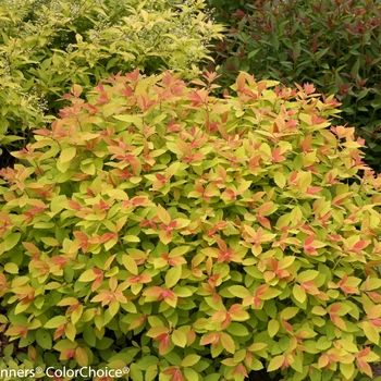 Spiraea japonica Double Play® 'Artisan®' (095860)