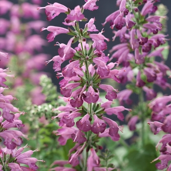 Salvia coccinea Summer Jewel™ '' (096011)