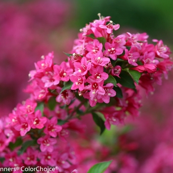 Weigela florida Sonic Bloom® 'Pink' (096183)