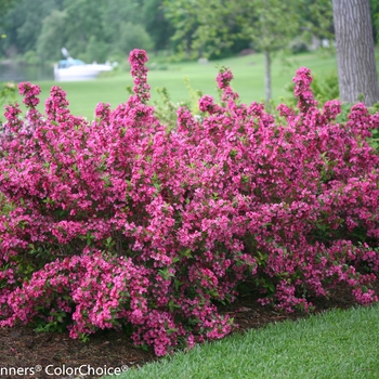 Weigela florida Sonic Bloom® 'Pink' (096185)