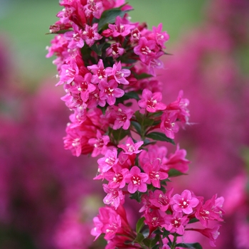 Weigela florida Sonic Bloom® 'Pink' (096187)