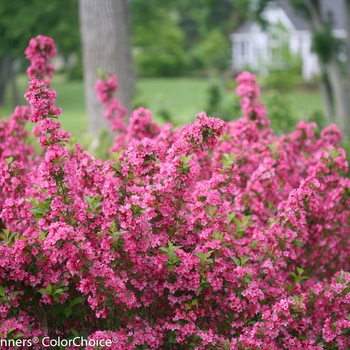 Weigela florida Sonic Bloom® 'Pink' (096188)