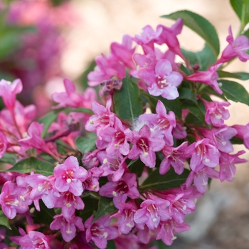 Weigela florida Sonic Bloom® 'Pink' (096189)