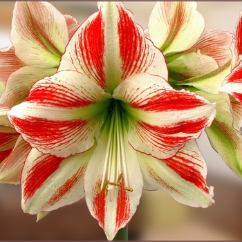 Amaryllis 'Love Triangle' 