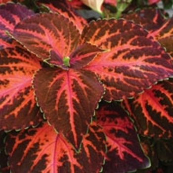 Coleus scutellarioides 'Festive Dance' 