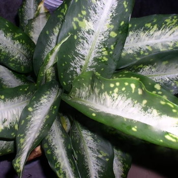 Dieffenbachia 'Panther' 