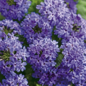 Verbena Superbena Royale® 'Chambray' (099424)