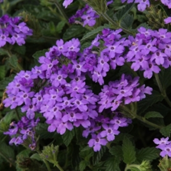 Verbena Superbena Royale® 'Chambray' (099425)