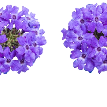 Verbena Superbena Royale® 'Chambray' (099429)