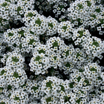 Lobularia 'Snow Princess®' (099432)