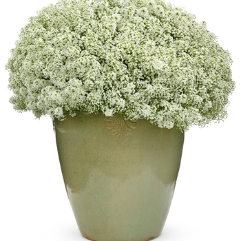 Lobularia 'Snow Princess®' (099434)