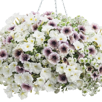 Lobularia 'Snow Princess®' (099438)