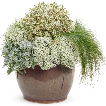 Lobularia 'Snow Princess®' (099439)