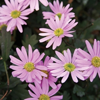 Brachyscome Surdaisy® 'Pink' (099452)