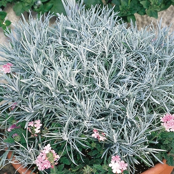 Helichrysum thianschanicum Proven Accents® 'Icicles' (099513)