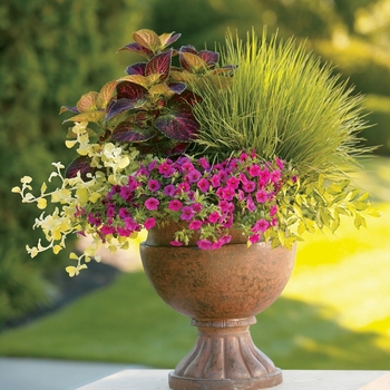 Helichrysum petiolare 'Lemon Licorice' (099522)