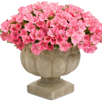 Petunia Supertunia® 'Bermuda Beach®' (099679)