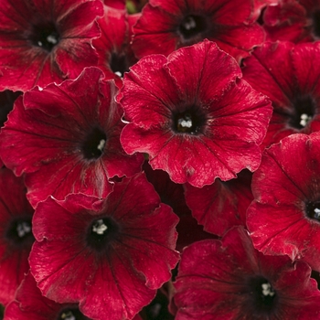 Petunia Supertunia® 'Black Cherry®' (099694)