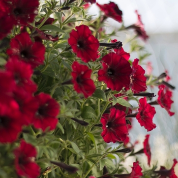 Petunia Supertunia® 'Black Cherry®' (099695)