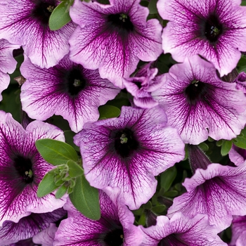 Petunia Supertunia® 'Bordeaux™' (099702)