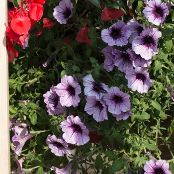 Petunia Supertunia® 'Bordeaux™' (099703)