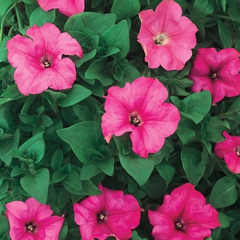 Petunia Supertunia® 'Giant Pink' (099711)