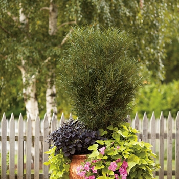 Petunia Supertunia® 'Giant Pink' (099712)