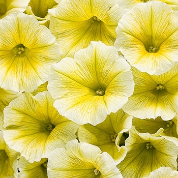 Petunia Supertunia® 'Limoncello®' (099718)