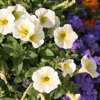 Petunia Supertunia® 'Limoncello®' (099719)