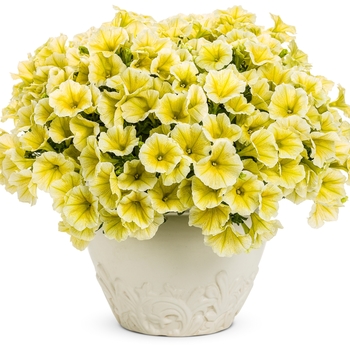 Petunia Supertunia® 'Limoncello®' (099720)