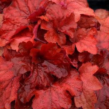 Heuchera 'Fire Alarm' (101282)