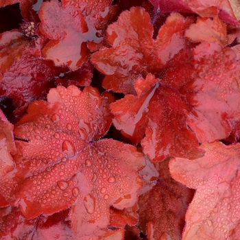 Heuchera 'Fire Alarm' (101283)