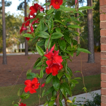 Mandevilla Sun Parasol® 'Pretty Crimson' (101395)