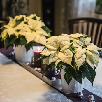 Euphorbia pulcherrima 'Elegance White' (101564)