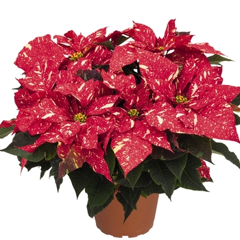 Euphorbia pulcherrima 'Primero Red Glitter' (101655)