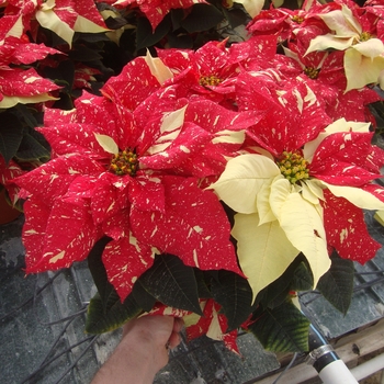 Euphorbia pulcherrima 'Primero Red Glitter' 