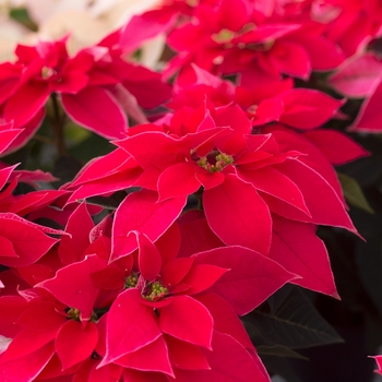 Euphorbia pulcherrima 'LUV U Pink' (101700)