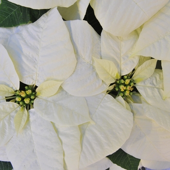 Euphorbia pulcherrima 'Glacé' (101720)