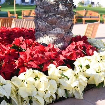 Euphorbia pulcherrima 'Freedom Red' (101723)