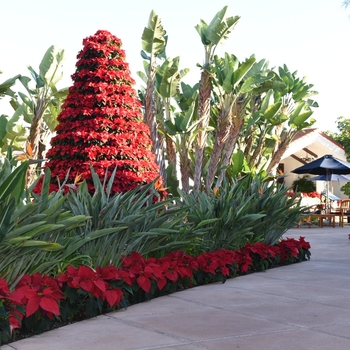 Euphorbia pulcherrima 'Freedom Red' (101724)