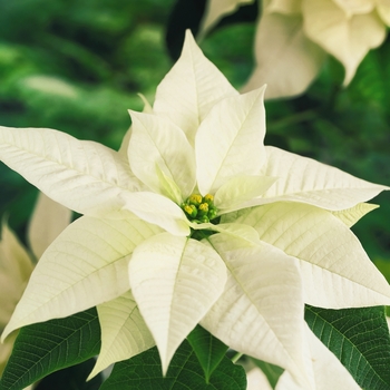 Euphorbia pulcherrima 'Arctic' (101736)