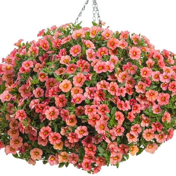 Calibrachoa Superbells® 'Coralina' (101752)