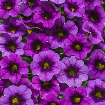 Calibrachoa Superbells® 'Grape Punch™' (101753)