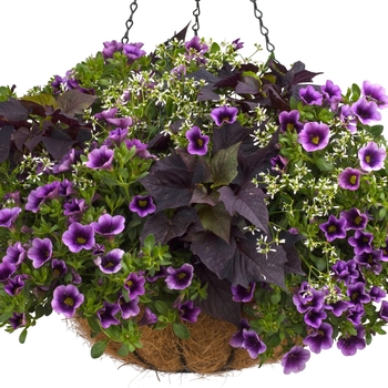 Calibrachoa Superbells® 'Grape Punch™' (101754)